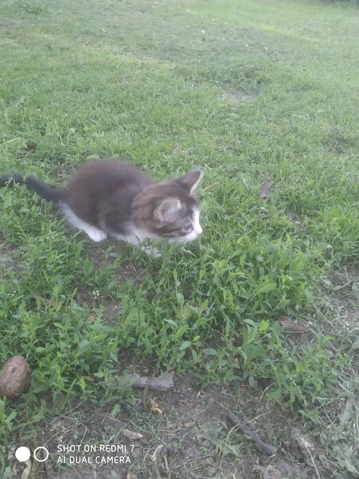 Котят от пуси  даром