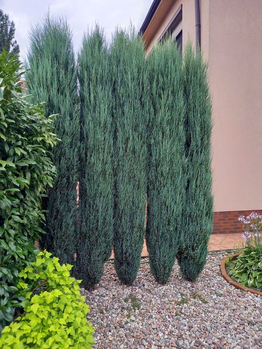 Jałowiec Skalny 120- 135 cm Blue Arrow.