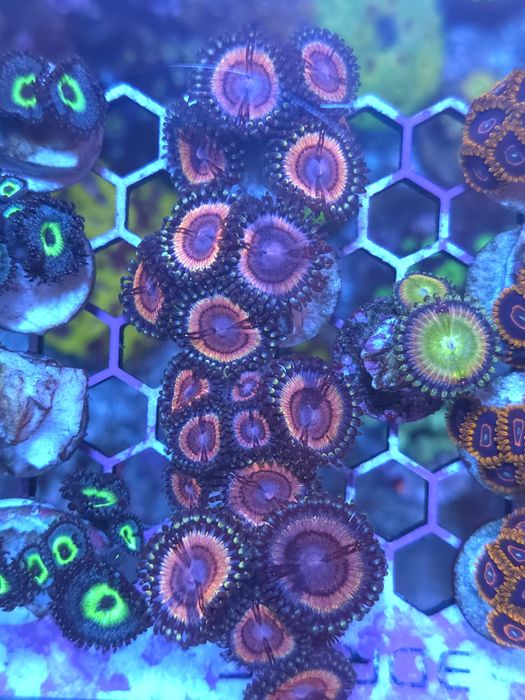 frags para aquario de agua salgada