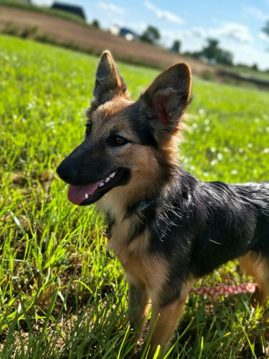 Xenia do adopcji