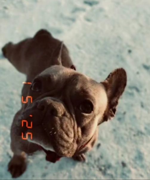 Продам собачку французький бульдог