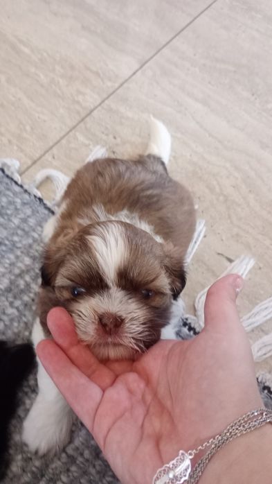 Shih TZU maluszek