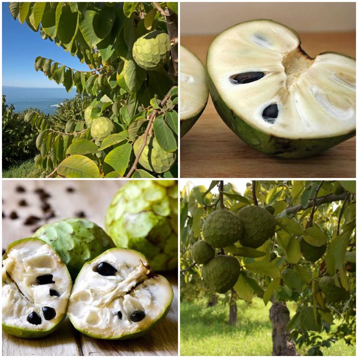 Самые свежие семена маракуйя edulis пассифлора, семена черимойя аннона