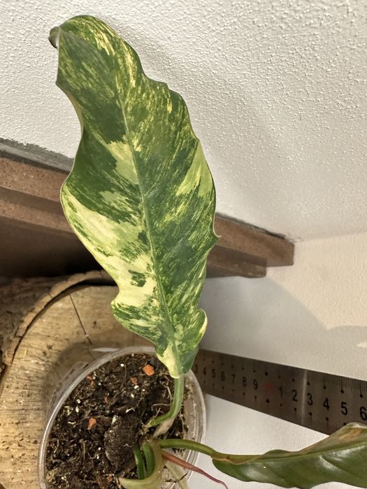 Філодендрон Philodendron  Філодендрон Caramel Marble var.