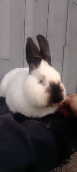 Кролики каліфорнійці