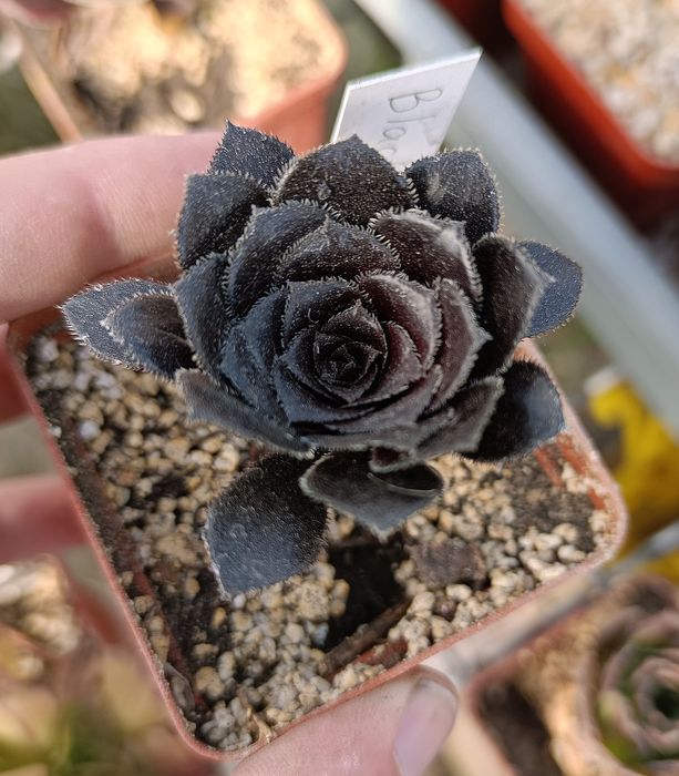 Aeonium mix різні