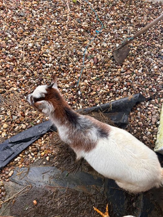 Casal de Cabras - 8 meses de idade