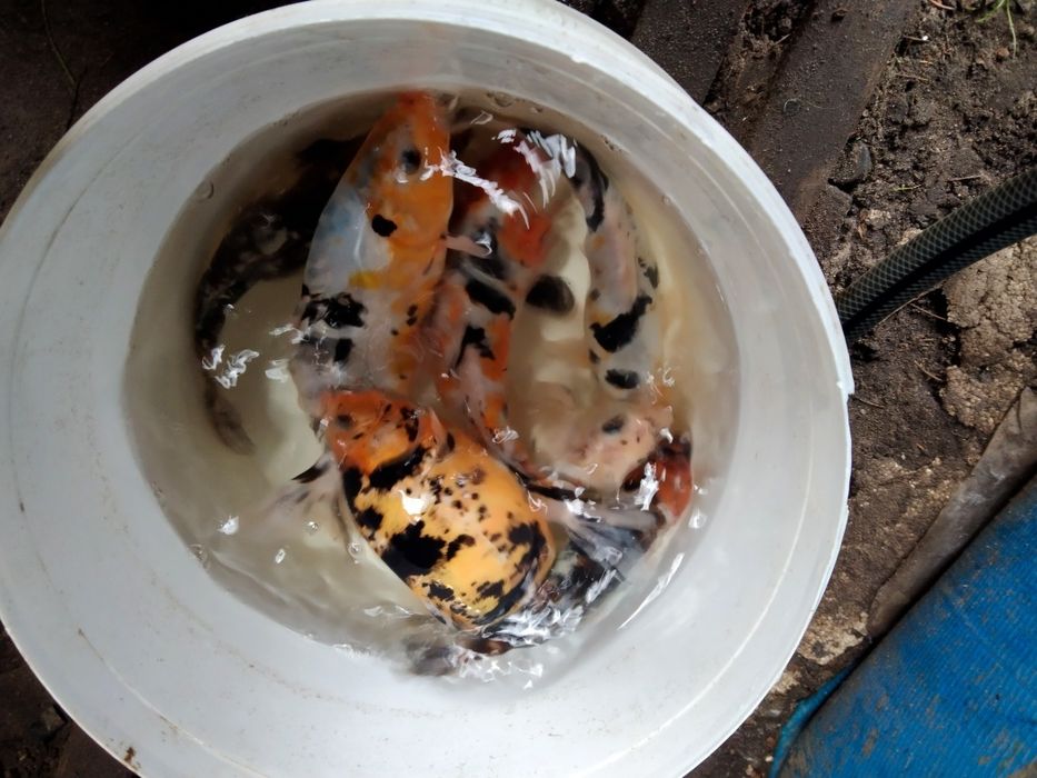 karp koi,karaś ozdobny itd