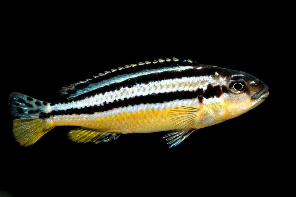 Melanochromis auratus pyszczak złocisty malawi
