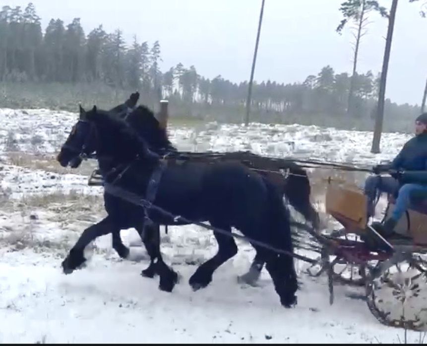 Ogier Fryzyjski - zaprzegany, przyjął siodło