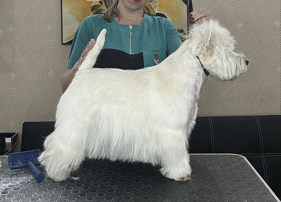 Вест хайленд уайт терьер