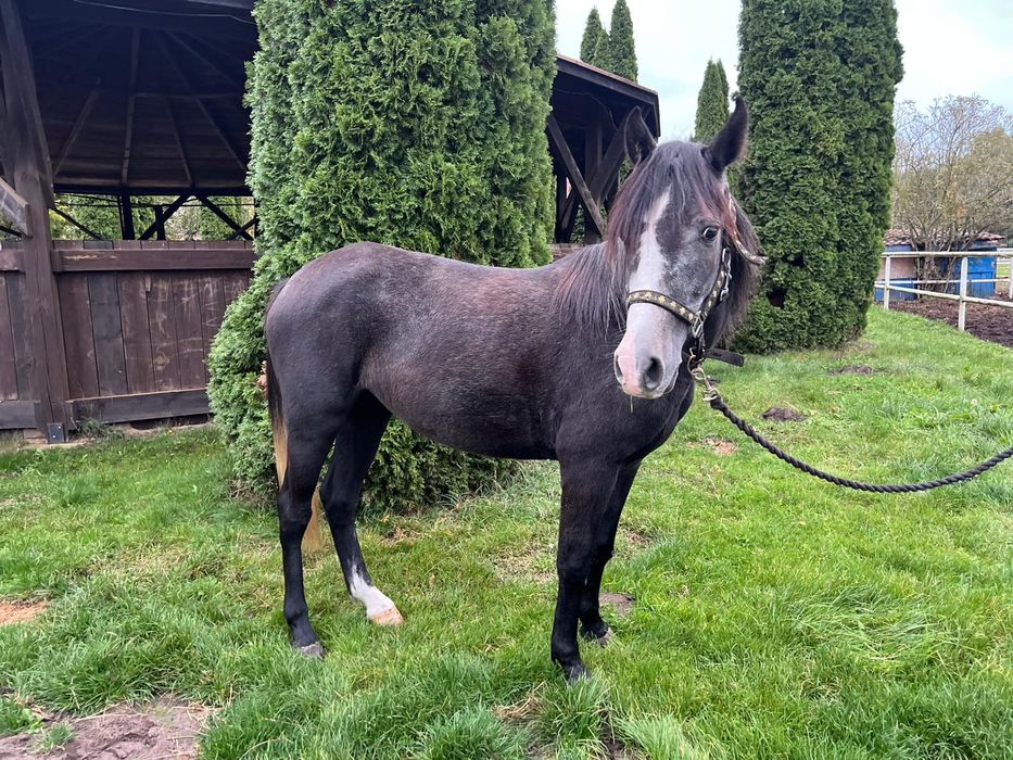 Klacz C grupa 4lata 140cm