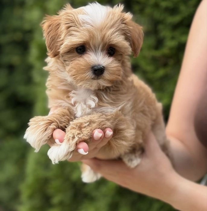 Maltipoo Szczeniak