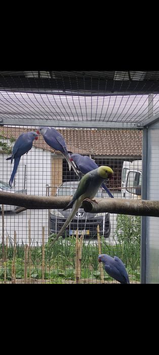 Ring Necks(40 aves de mutação disponíveis)