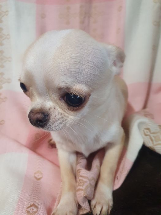 Кремовый гладкошерстный мальчик чихуахуа