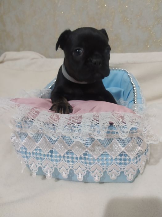 Домашнiй хлопчик мазунчик.
Вiк 2 мic +
Ветпроцедури згiдно вiку