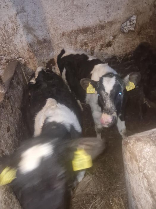 Sprzedam 3 jałówki