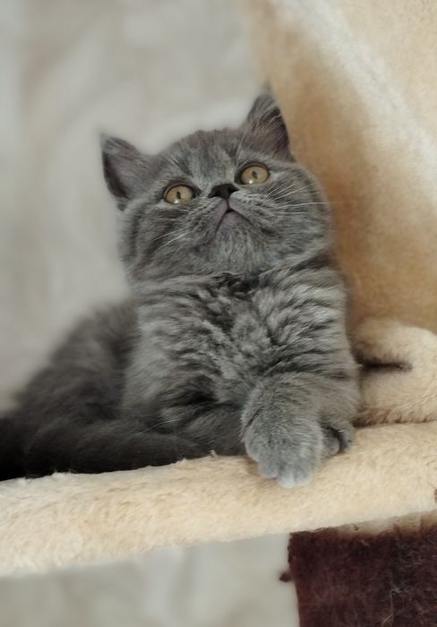 Шотландські кошенята