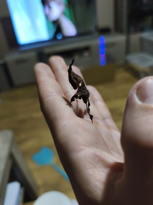 P.paradoxa subimago/L6 grupowka 8samic 3 samce.