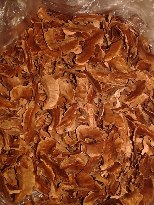 Перепонки грецкого ореха