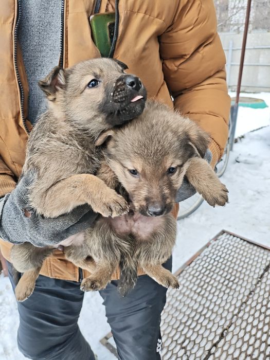 Отдам даром собачек