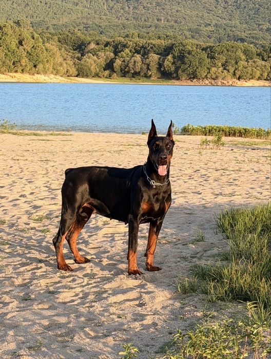 Dobermans com excelente Lop e qualidade