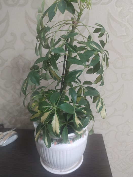 Шефлера Герда варігантна