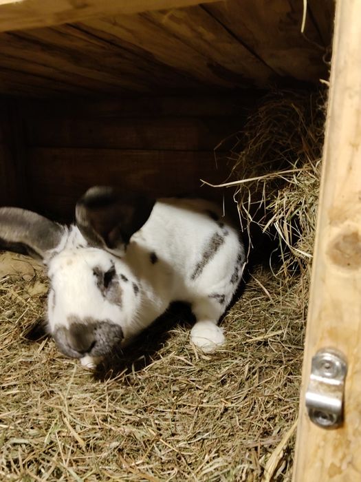 Samiec królik króliki