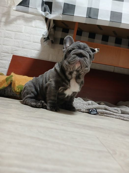 Гарний малюк французький бульдог
