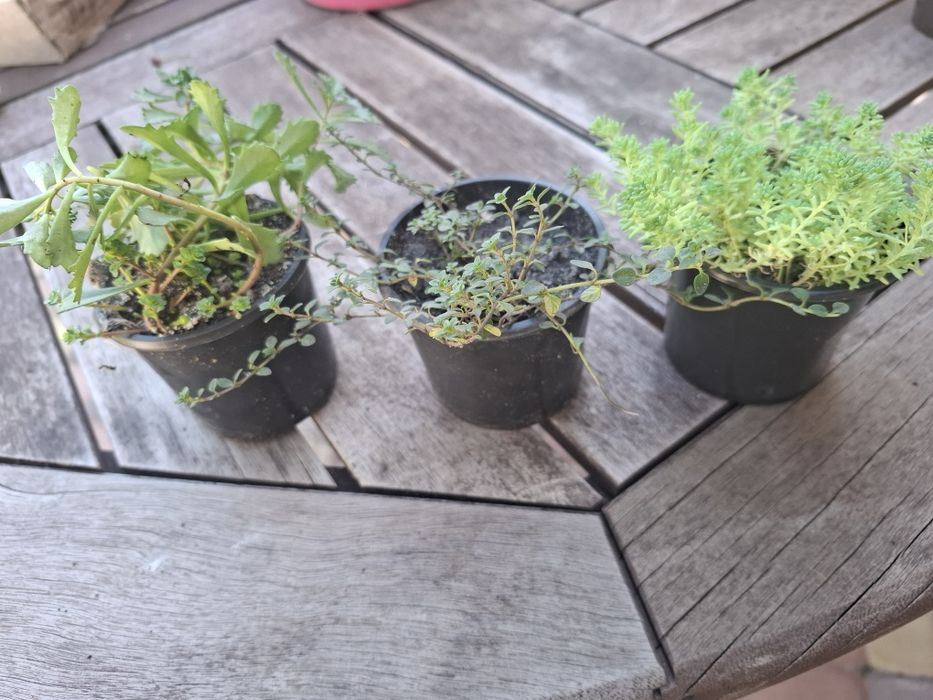 Почвопокровные растения