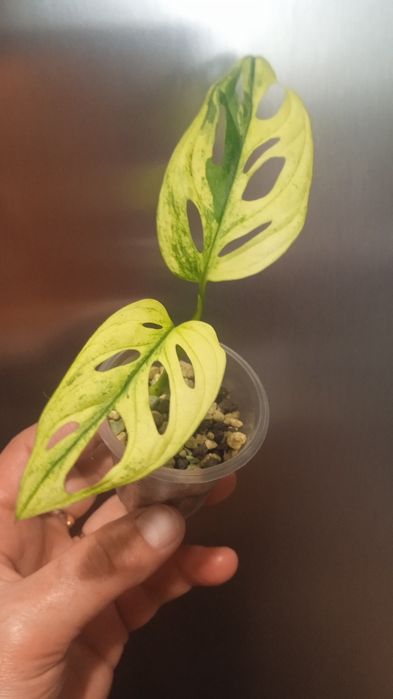 Філодендрон , Монстера, Епіпремнум