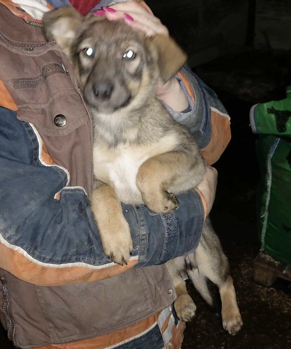 Dwa piękne pieski pilnie szukają domu