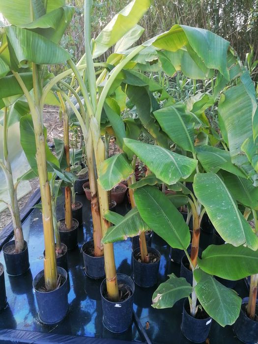 Bananeiras envasadas