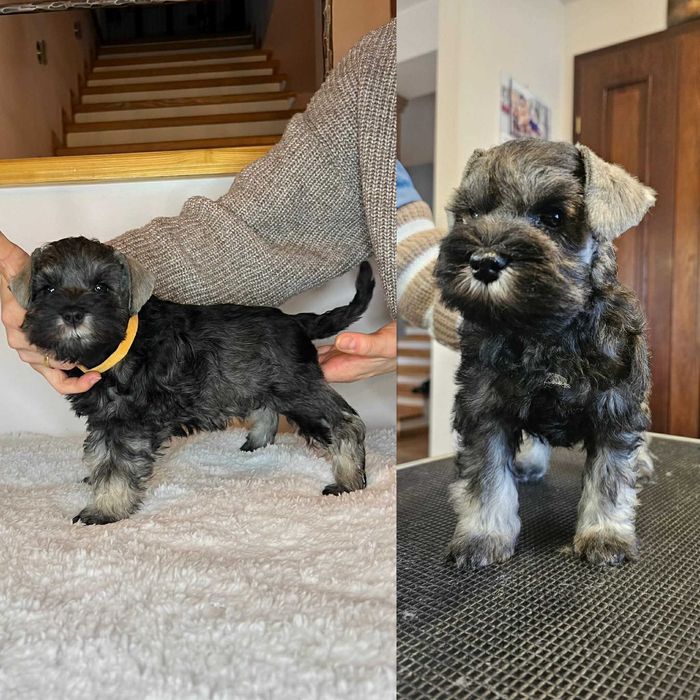 Sznaucer Miniaturowy Pieprz i Sól (ZKwP, FCI)