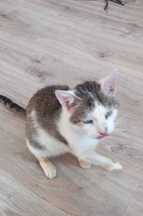 Tymonek poleca się do adopcji