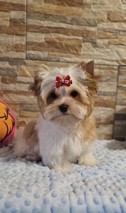 Cudny piesek Yorkshire Terrier Golddust biało-złoty york