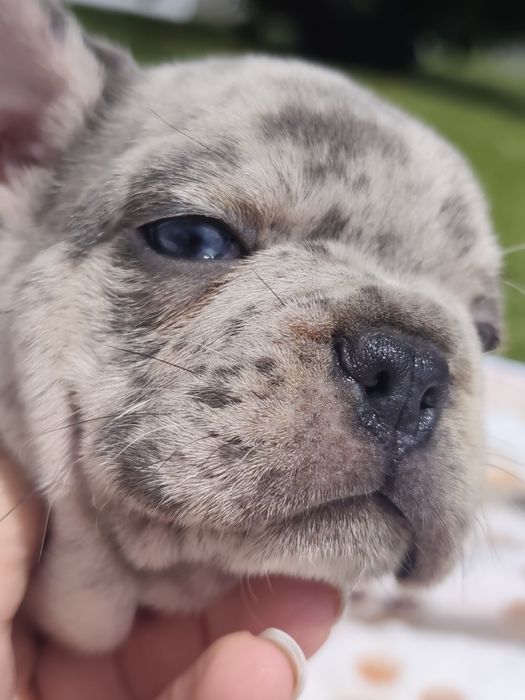 Bulldog lilac Merle
