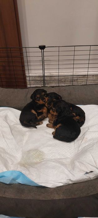 Terier Walijski szczeniak ZKwP FCI welsh terrier piesek