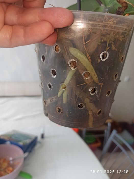 I-Shin Dream bubble фаленопсис орхидея Биг лип