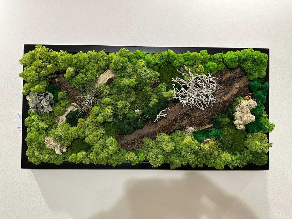 Obraz z Mchu Chrobotka - 70 x 30