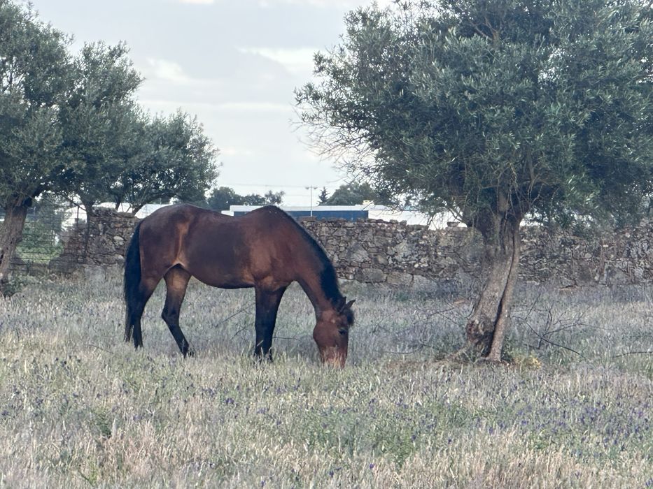 Egua Montada e Engatada