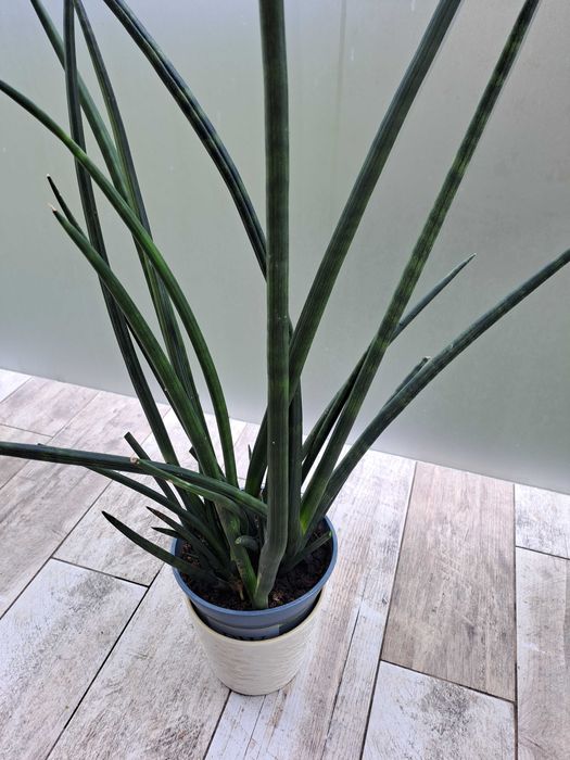 Sansewieria walcowata cylindryczna