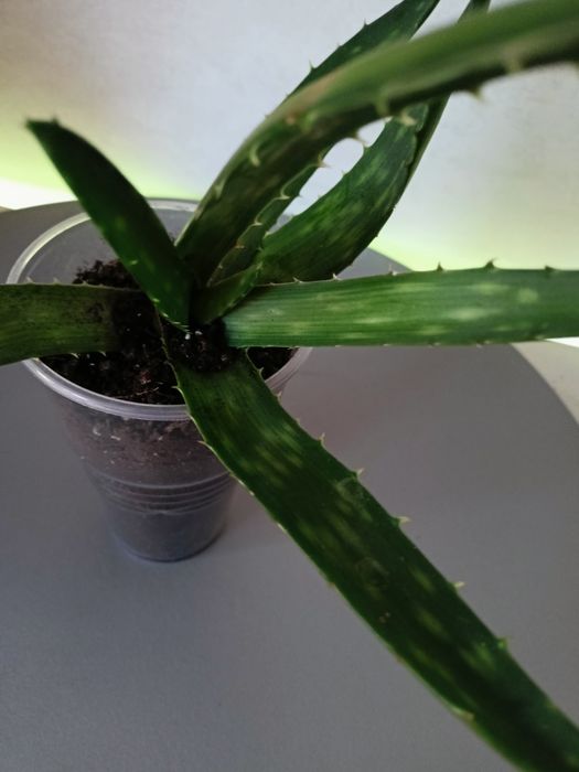 Черенки алоэ вера