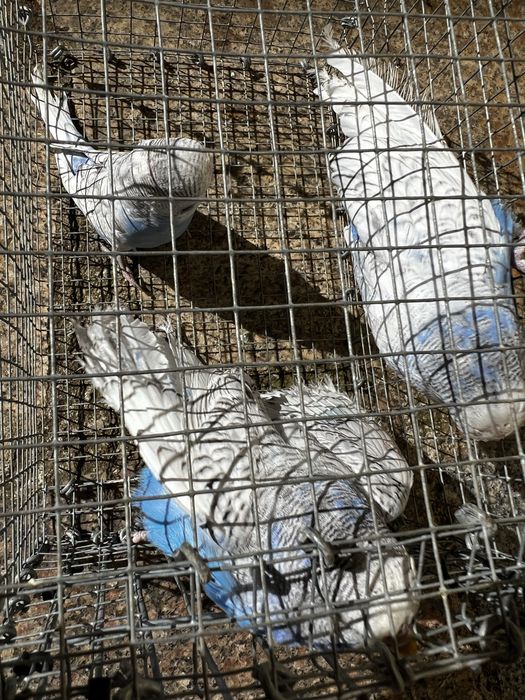 Perquitos Ingles varias mutações