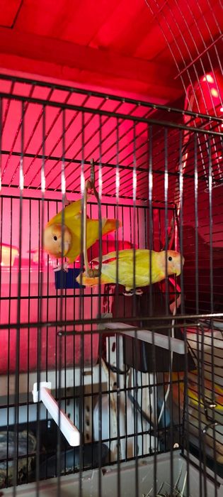 Aves criadas a mão