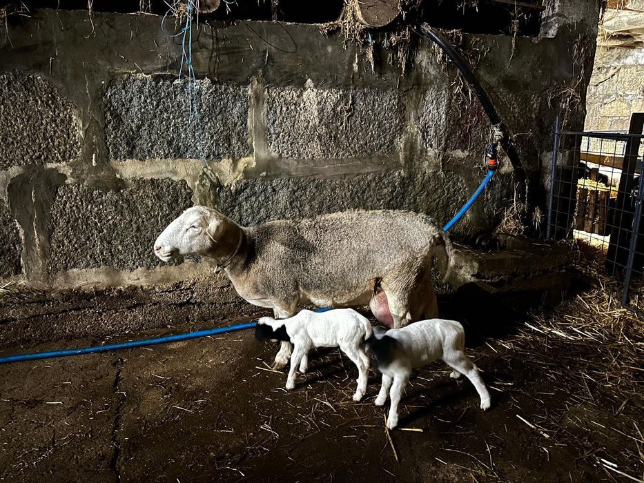 Ovelha Dorper branca pura c/ 2 crias