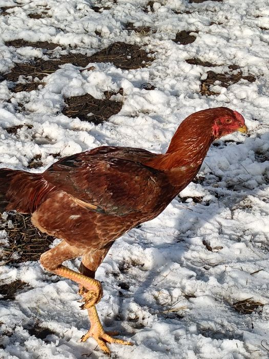 Sprzedam koguty bojowiec malajski