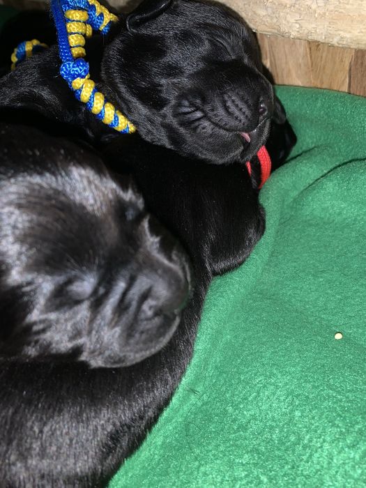 Лабрадор ретрівер  цуценята