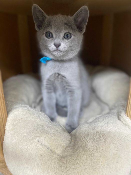 Kocurek Rosyjski Niebieski FPL