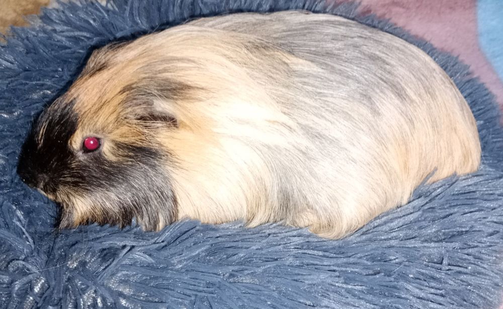 Samiec świnki morskiej przytulas